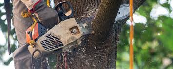 Best Tree Mulching  in Temple City, CA