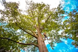 How Our Tree Care Process Works  in  Temple City, CA