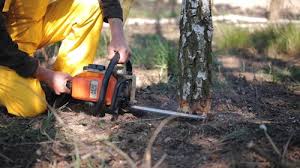 Tree and Shrub Care in Temple City, CA
