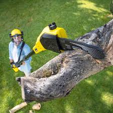 Best Arborist Consultation Services  in Temple City, CA