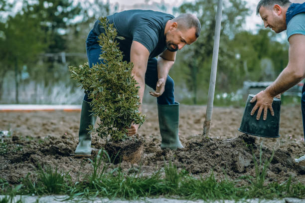 Best Hazardous Tree Removal  in Temple City, CA