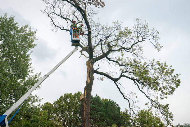 Best Tree Cabling and Bracing  in Temple City, CA