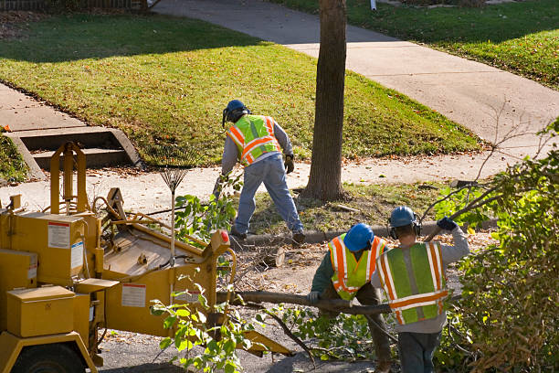 Best Tree Health Inspection  in Temple City, CA