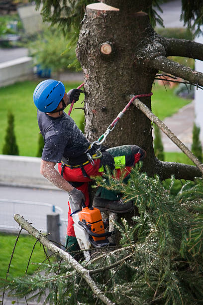 Best Tree and Shrub Care  in Temple City, CA