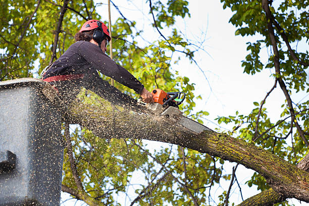 Best Tree Health Inspection  in Temple City, CA